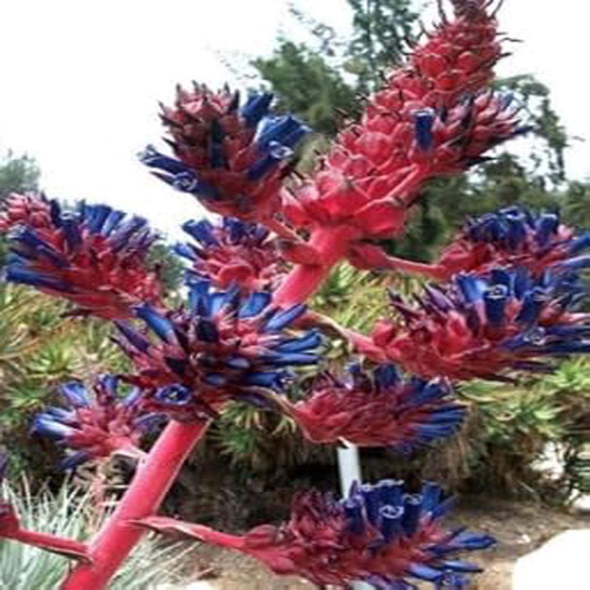 Green Bromeliad Flower Seeds Hardy Variety Heirloom & NonGMO Seeds for Home Garden Sale