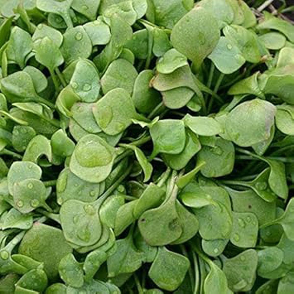 Green Claytonia Planting Seeds for Garden Non-GMO, Heirloom, High Germination Seeds