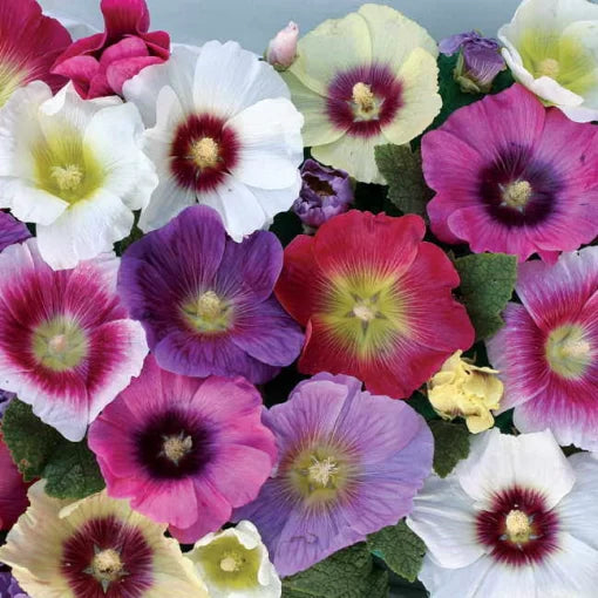 Halo Mix Hollyhock Seeds | Eye-Zone Pattern Hollyhocks  Heirloom, Non-GMO, High Germination Organic Garden Seeds