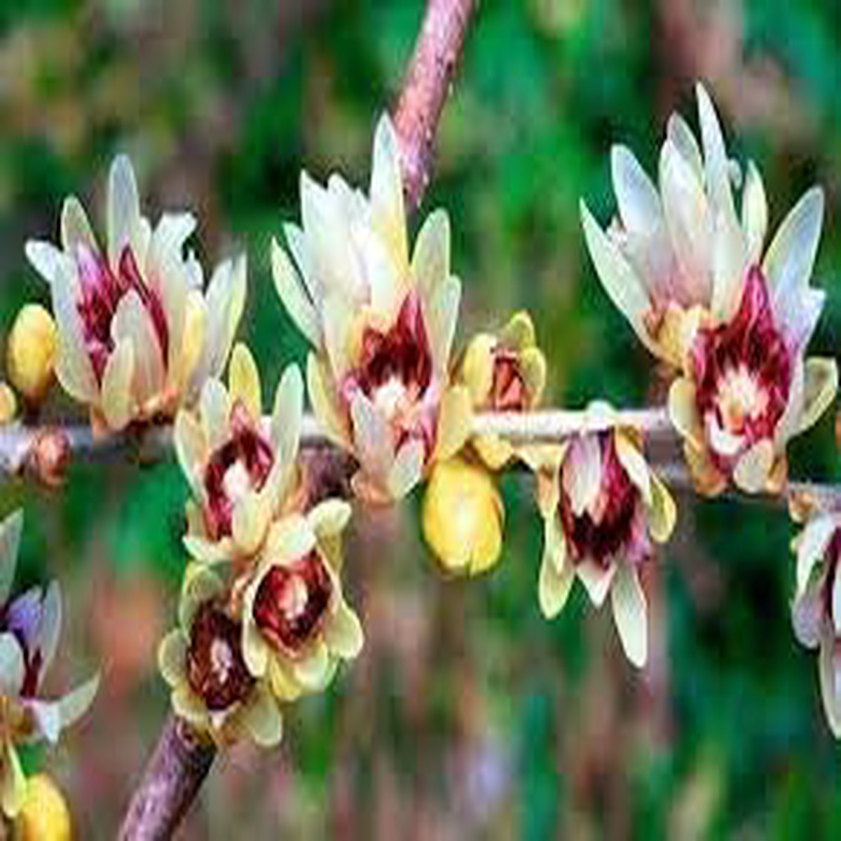 Heirloom Chimonanthus Praecox Flower Seeds Non-GMO for Garden Planting Winter Fragrant Blooms