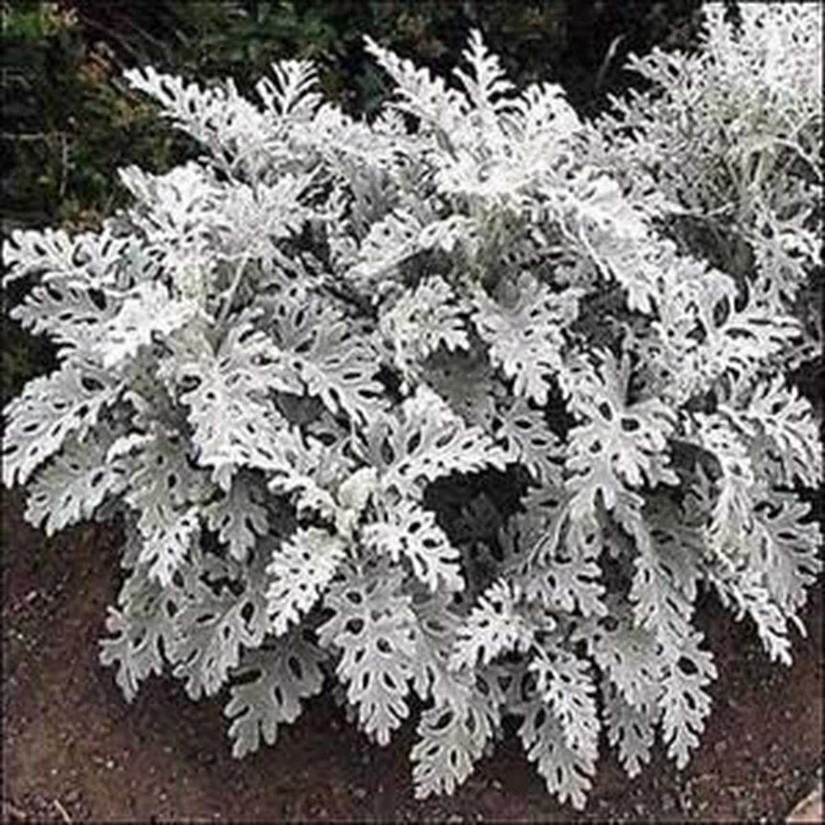 Heirloom Gray Dusty Cineraria Flower Seeds for Planting, Non-GMO