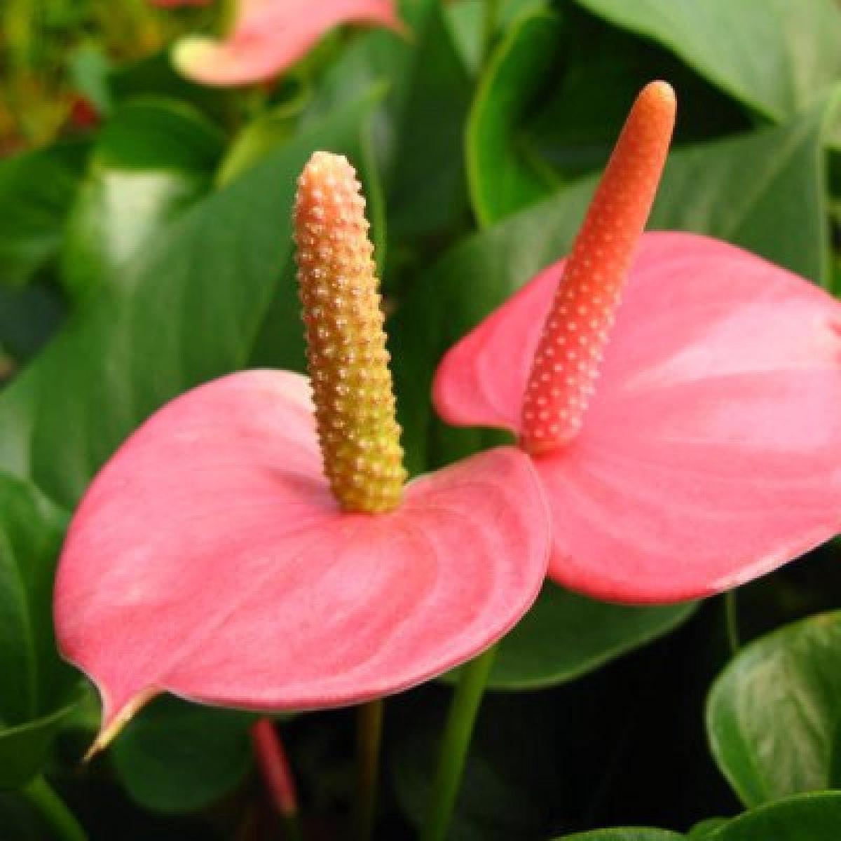 Heirloom Non-GMO Anthurium Flower Seeds for Planting  Fresh Pink Exotic Blooms, High Germination Organic Garden Seeds