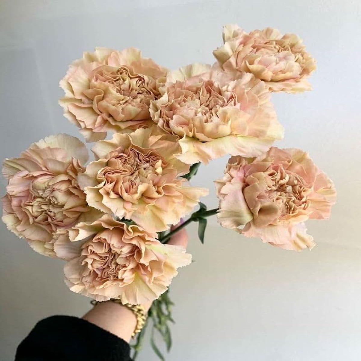 Heirloom Non-GMO Cream Carnation Flower Seeds for Planting Fragrant Garden Bloom Seeds