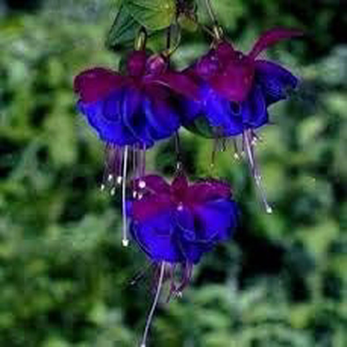 Heirloom Non-GMO Fuchsia Flower Seeds for Planting  Dark Blue Blooms, High Germination Organic Garden Seeds