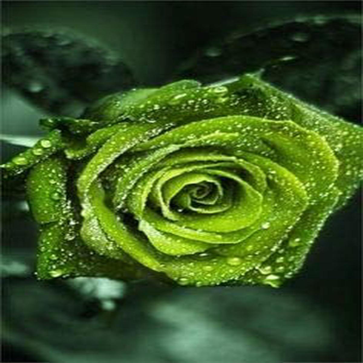 Heirloom Non-GMO Green Black Rose Flower Seeds for Planting High Germination Organic Garden Seeds