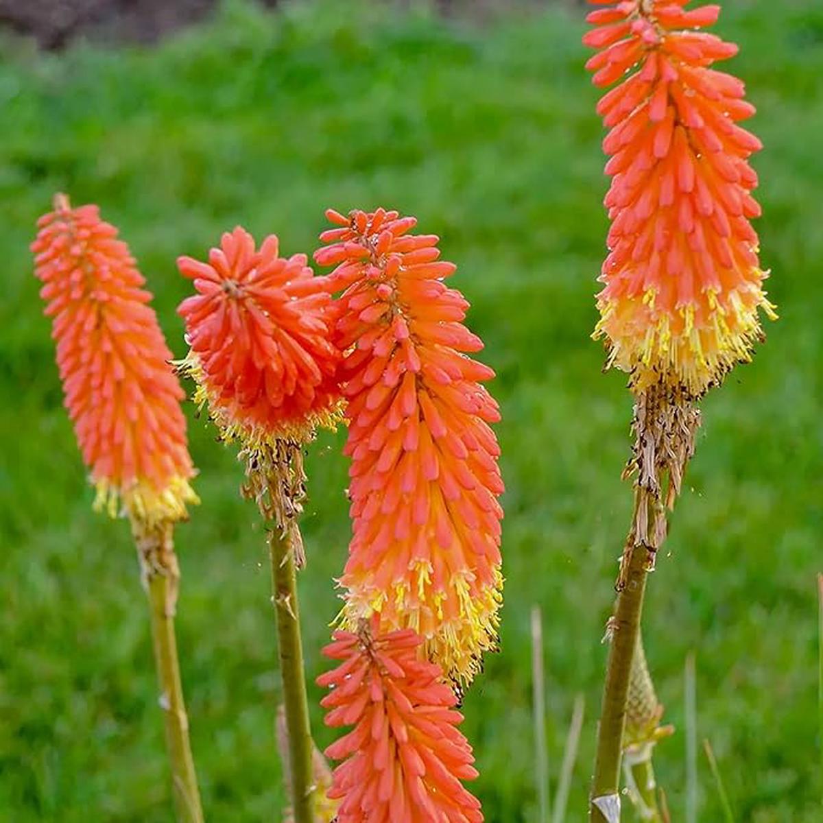 Heirloom Non-GMO Kniphofia Flower Seeds for Planting  Striking Torch-Lily Blooming Seeds, High Germination