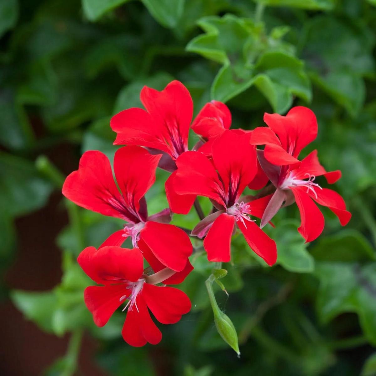 Heirloom Non-GMO Red Pelargonium Peltatum Flower Seeds, Trailing Geranium Seeds for Baskets & Borders