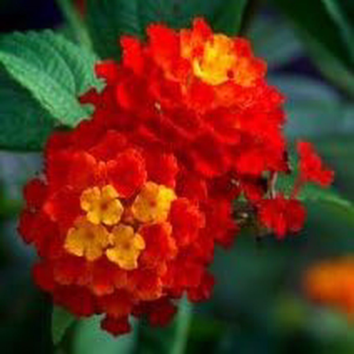 Heirloom Non-GMO Red Yellow Lantana Flower Seeds High Germination Bright Pollinator Blooms for Planting