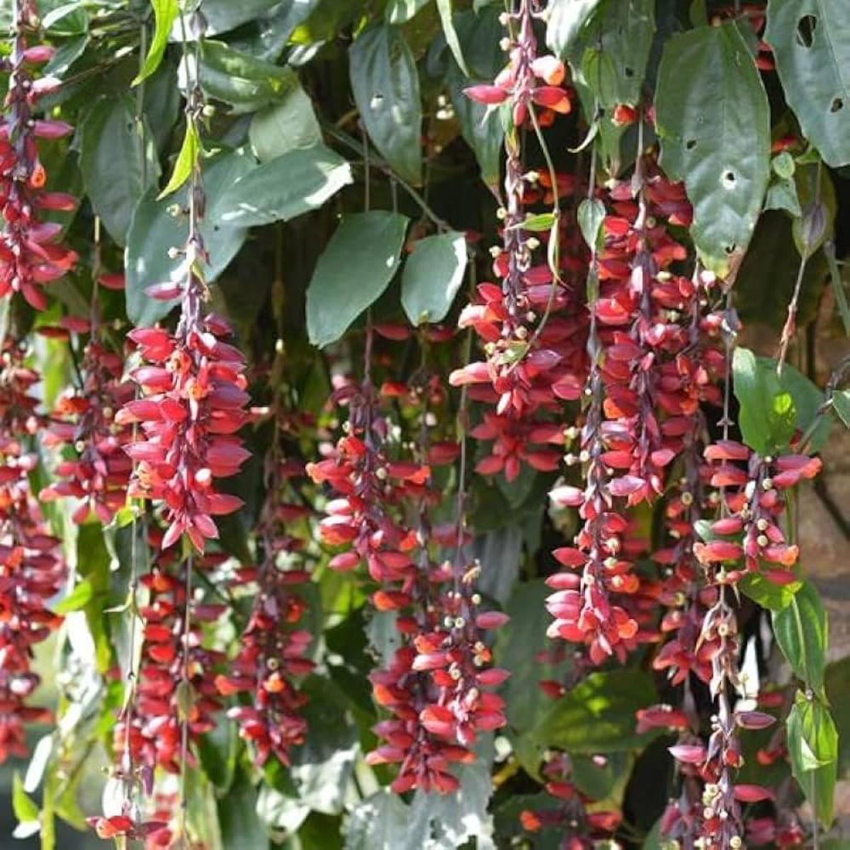 Heirloom Non-GMO Thunbergia Coccinea Flower Seeds for Planting Tropical Climbing Garden Blooms | High Germination