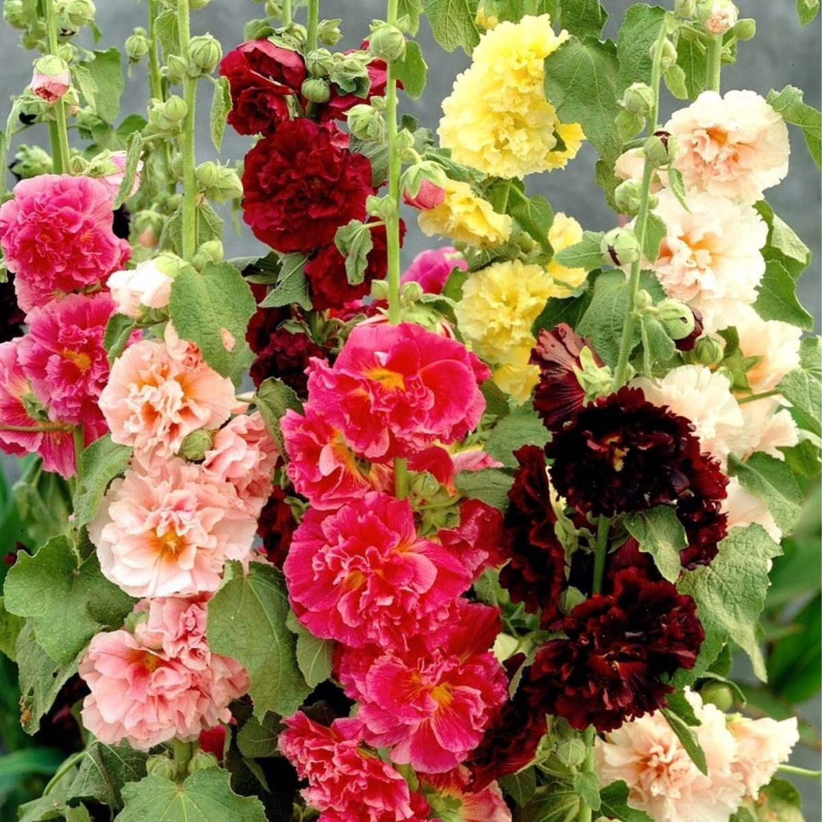 Hollyhock flower Alcea rosea seeds for planting in backyard flower beds or pollinator gardens