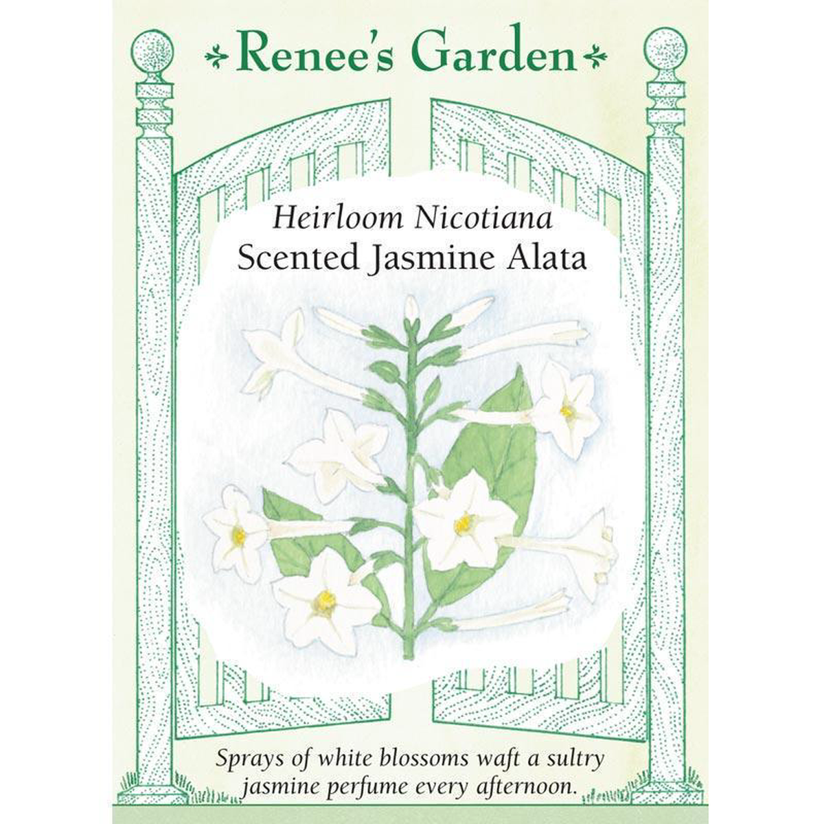Jasmine Alata Scented Nicotiana Flower Seeds