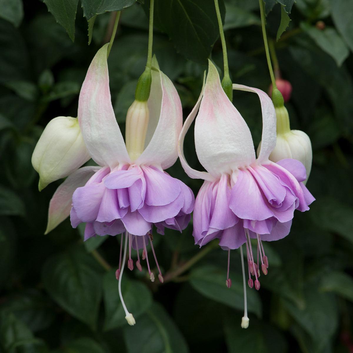 Lavender Mix Fuchsias Flower Seeds for Planting  Heirloom, Non-GMO, Premium Quality High Germination Seeds