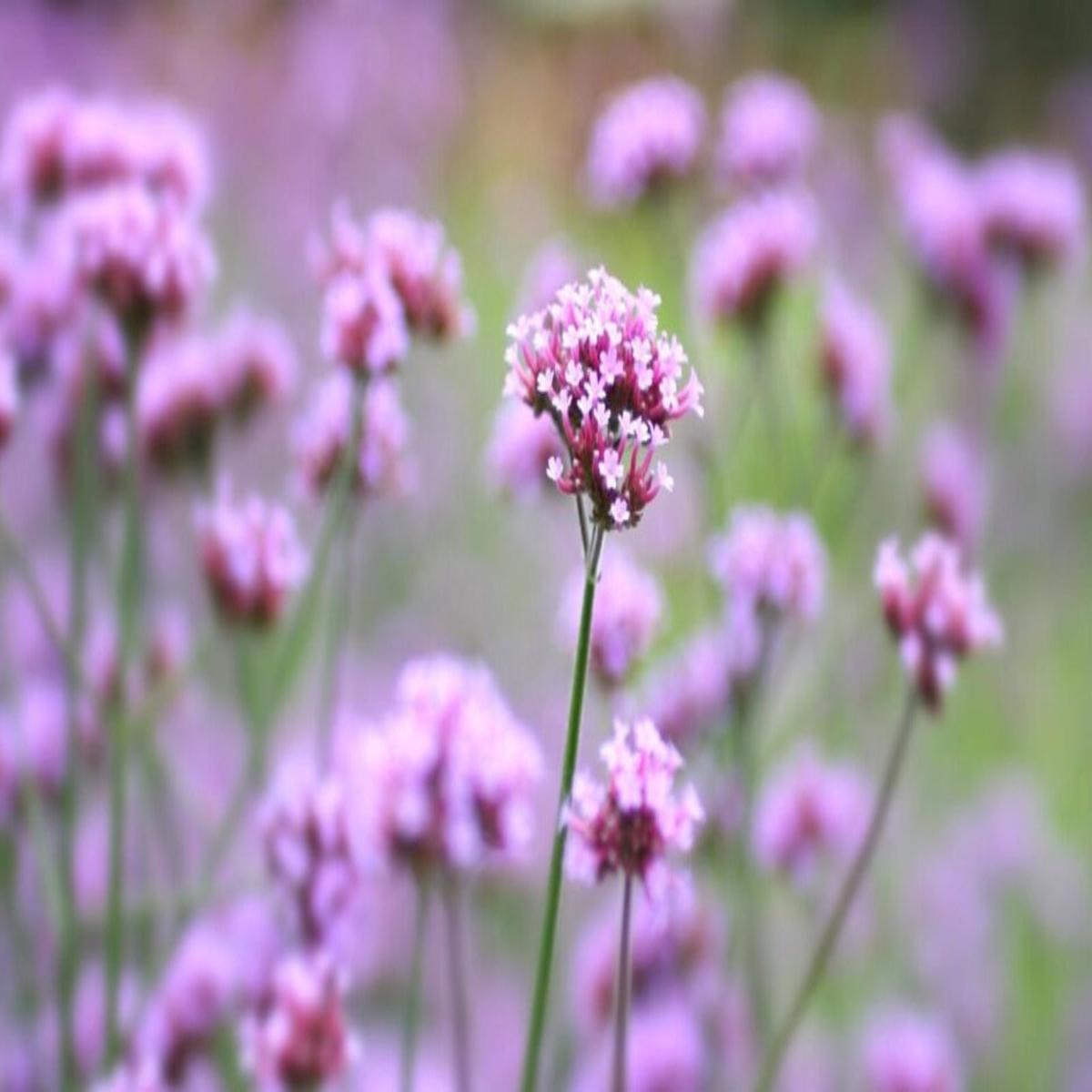 Light Pink Cerasus Perennial Flower Seeds for Planting  Heirloom, Non-GMO, Fragrant, High Germination