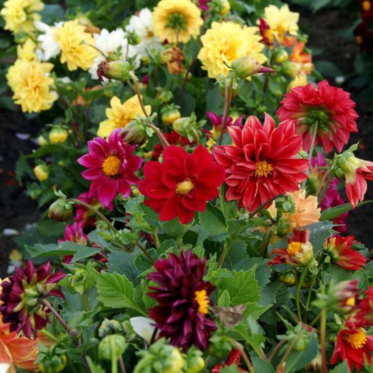 Mixed Color Flower seeds for Planting - Shade Tolerant, Heirloom & GMO Free Seeds for Home Garden