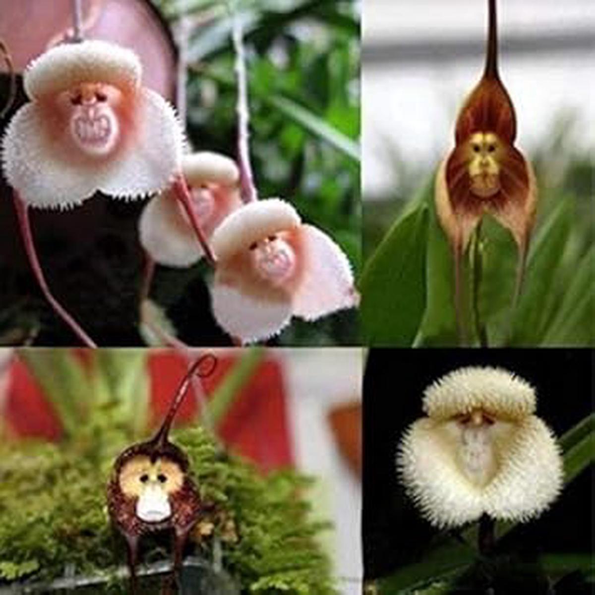 Mixed Monkey Orchid Flower seeds for Planting - Garden Favorite, Heirloom & GMO Free Seeds for Home Garden
