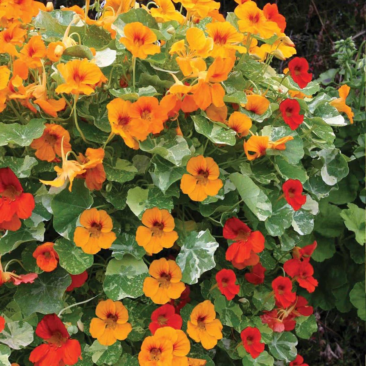 Mixed Tropaeolum Majus Flower Seeds for Planting  Low Maintenance, Heirloom & Non-GMO Seeds for Home Garden