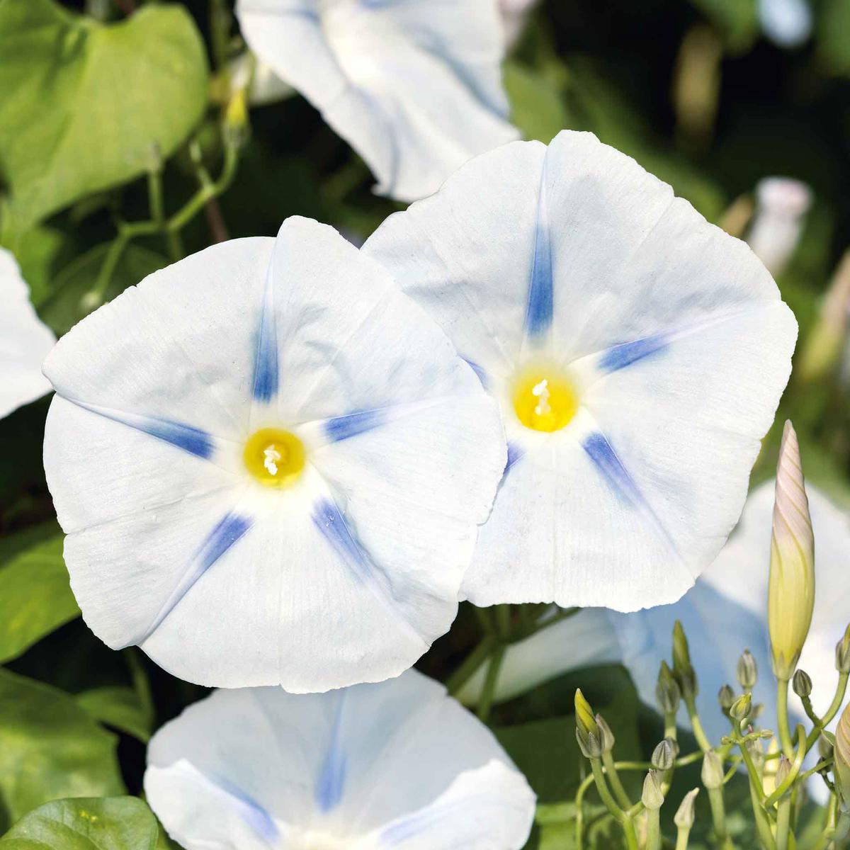 Morning Glory Seeds - Ismay