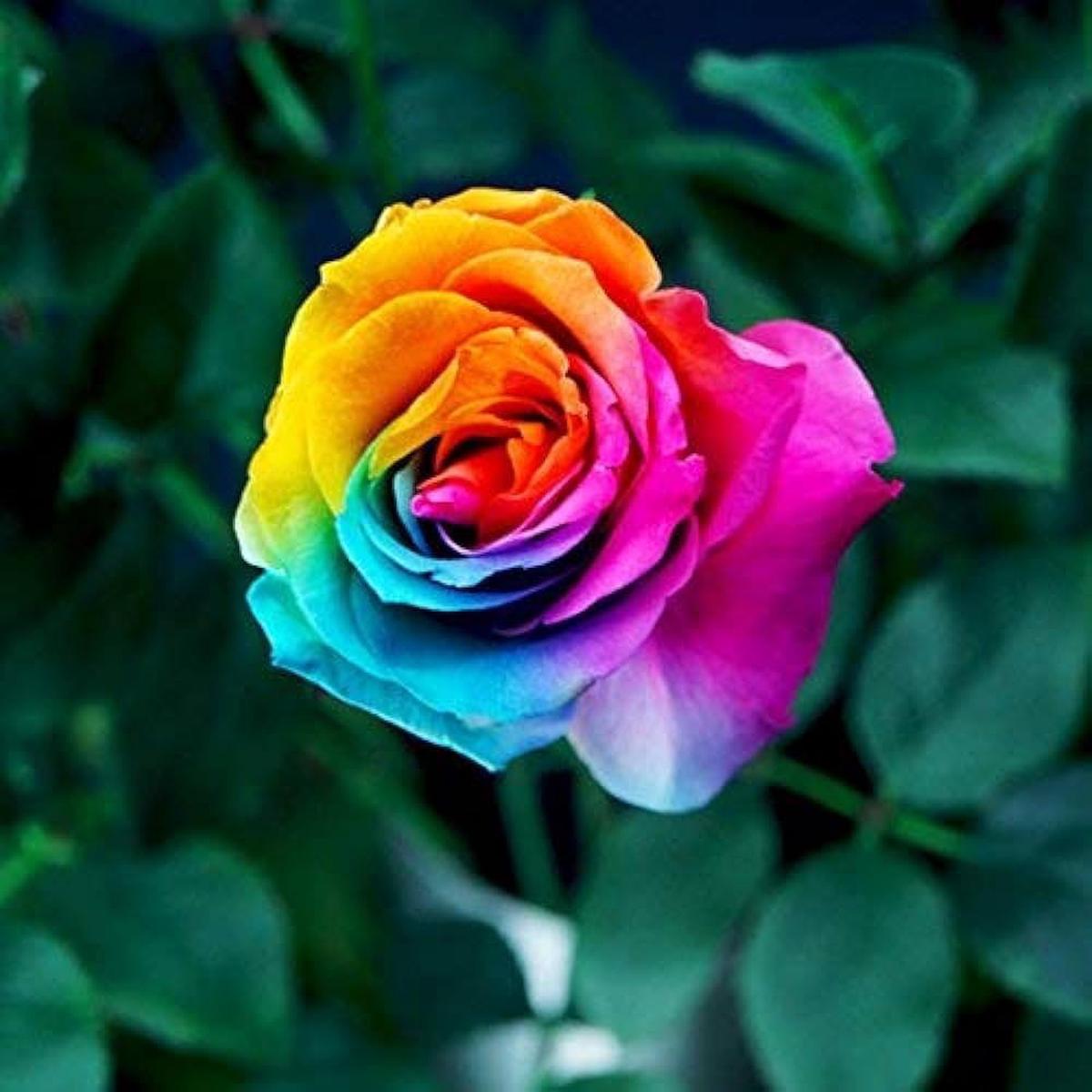 Multi-Color Rose Flower Seeds for Planting Light Green Hardy Variety, Heirloom, Non-GMO, High Germination Organic Garden Seeds