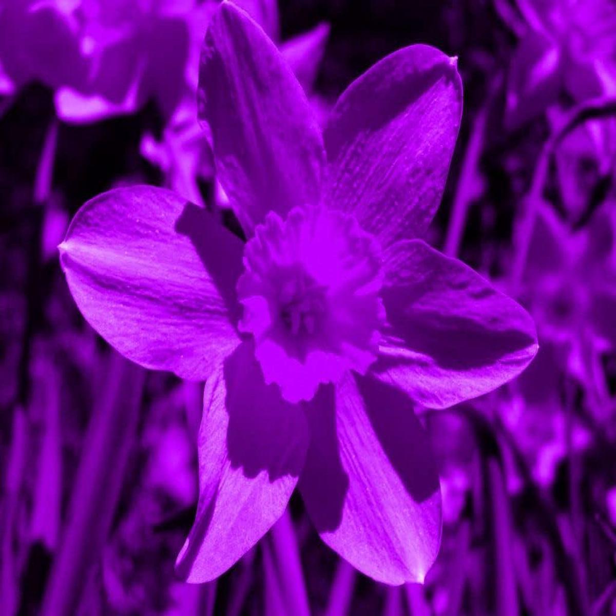 Narcissus Tazetta Flower seeds for Planting - Vibrant Colors, Heirloom & GMO Free Seeds for Home Garden