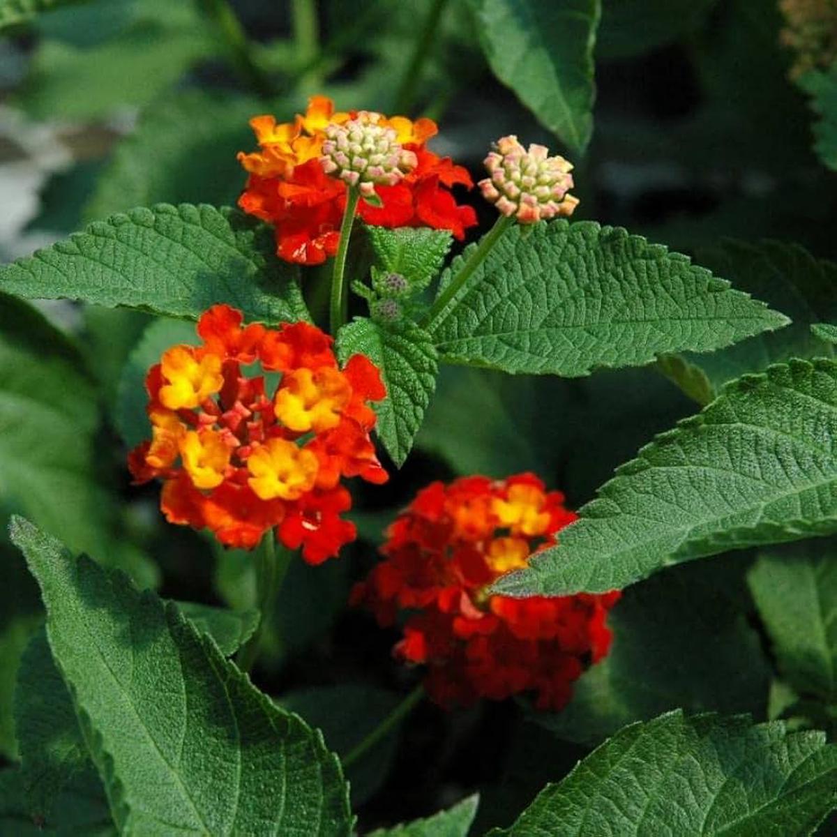 Orange Red Lantana Flower Seeds for Planting  Heirloom Non-GMO, High Germination Organic Garden Seeds