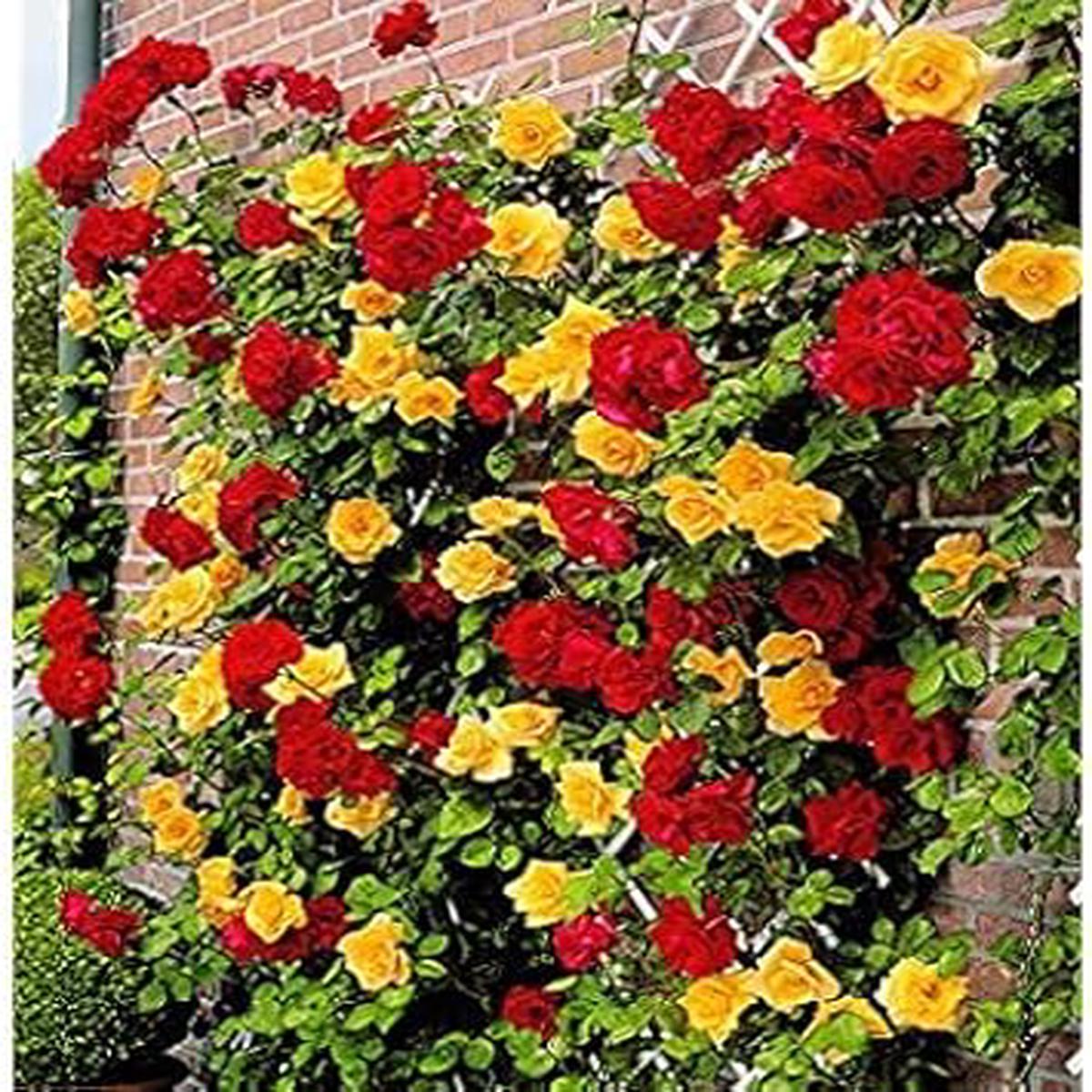 Organic Heirloom Multi-Colour Climbing Rose Flower Seeds Non-GMO High Germination Seeds for Planting