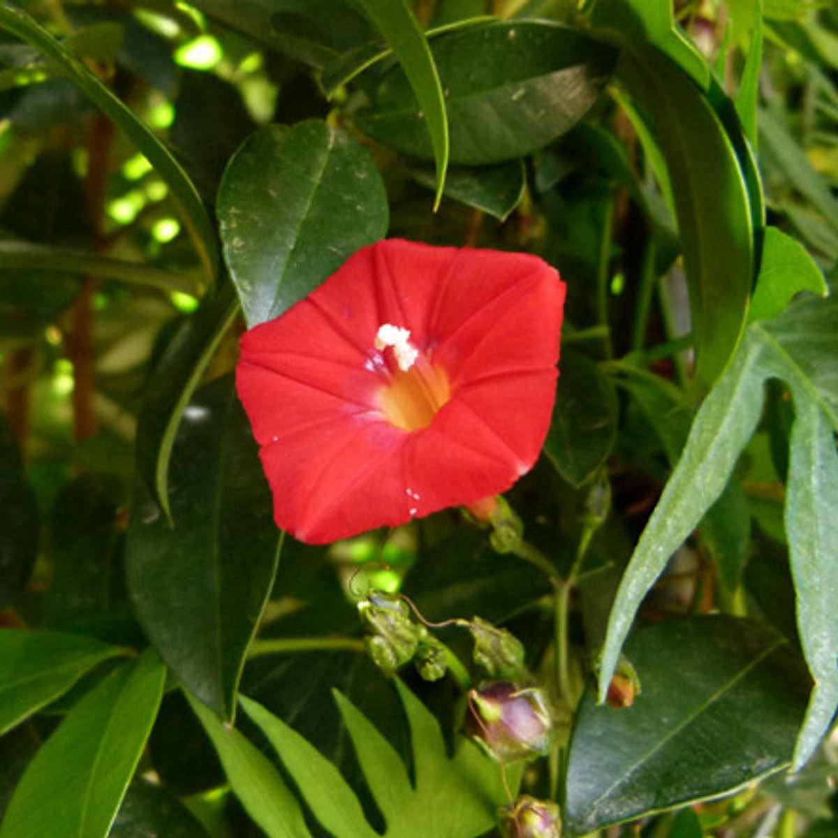 Organic Heirloom Non-GMO Ipomea Seeds for Planting Vibrant Climbing Blooms