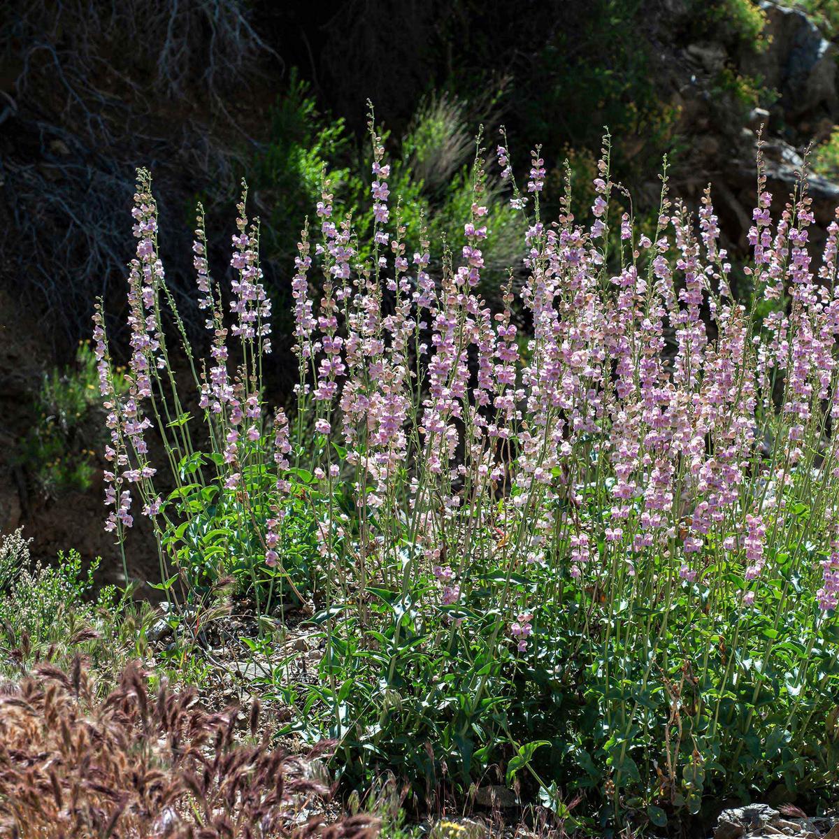 Palmer Penstemon Seeds