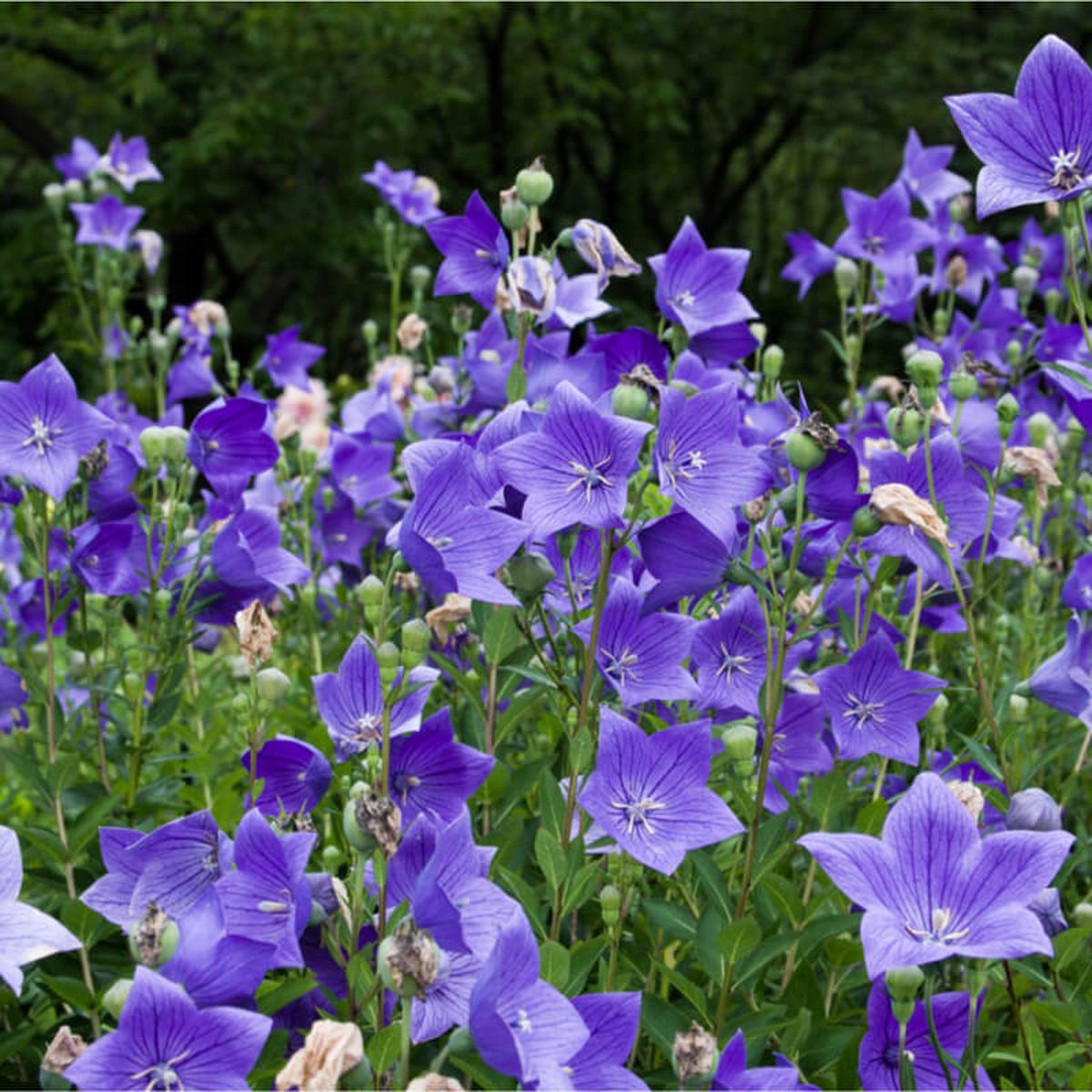 Patycodon Flower Seeds for Planting  Heirloom, Non-GMO, High Germination Organic Garden Seeds