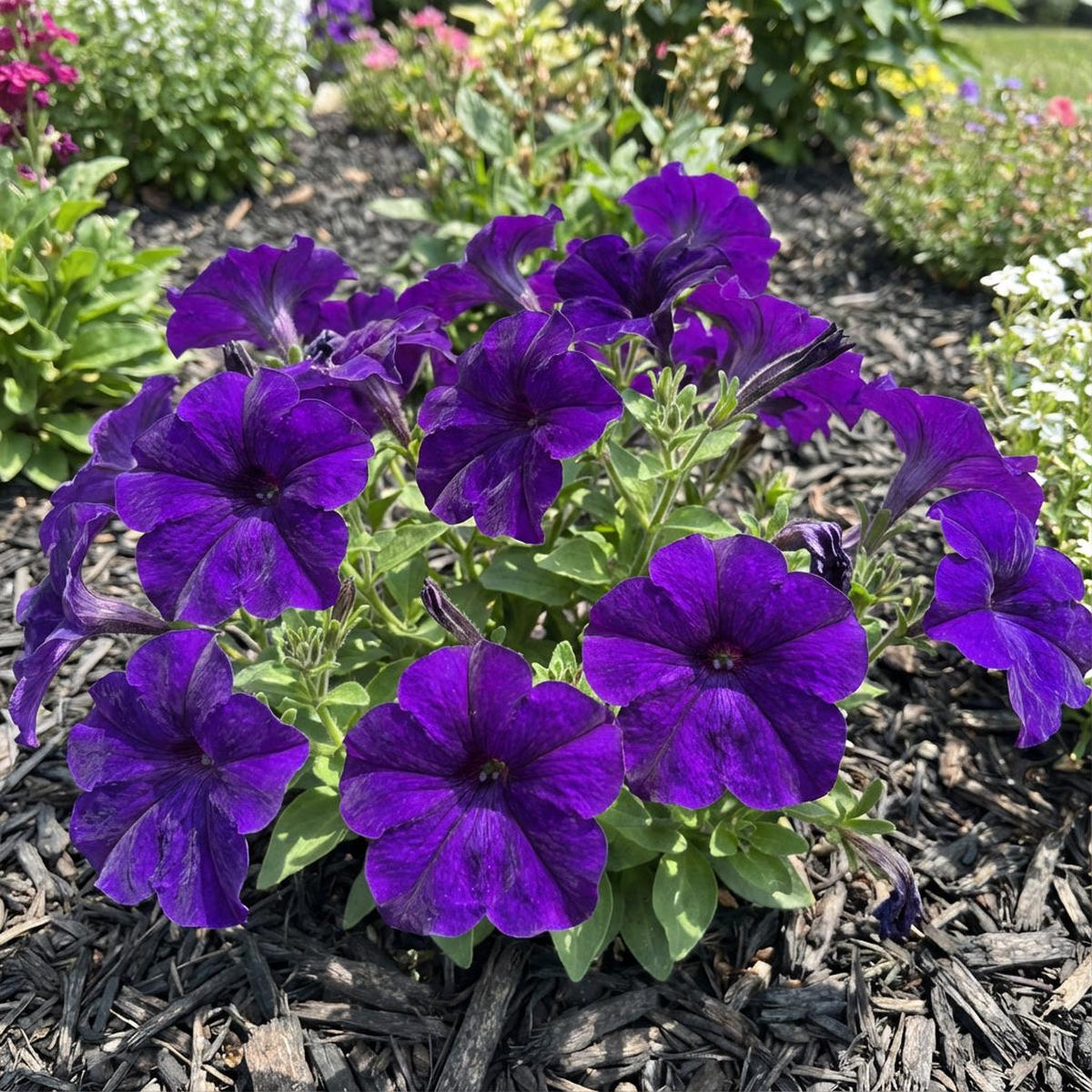 Petunia Flower Seeds - Plant Vibrant Violet Blooms for a Colorful Garden