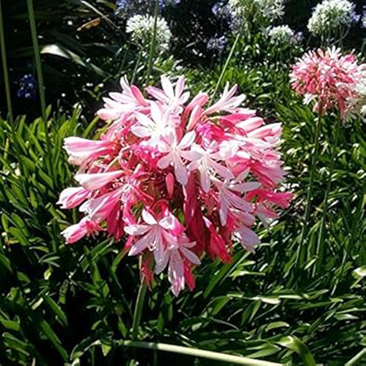 Pink Agapanthus Flower Seeds for Planting - 100