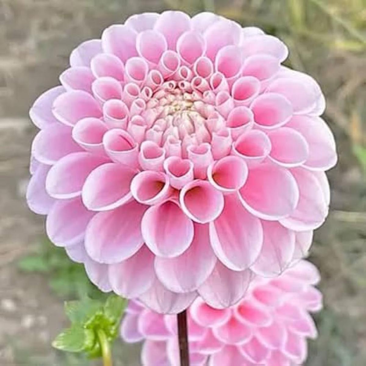 Pink Pompon Dahlia Flower Seeds for Planting - Heirloom Non-GMO High Germination Organic Garden Seeds