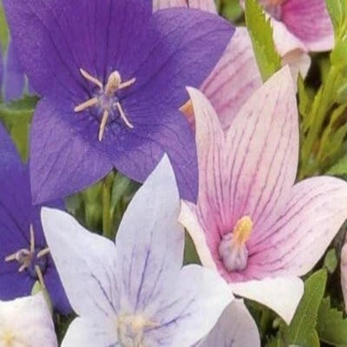 Popper Balloon Party Perennial Star Shaped Flower White Blue & Rare Pink  Heirloom, Non-GMO