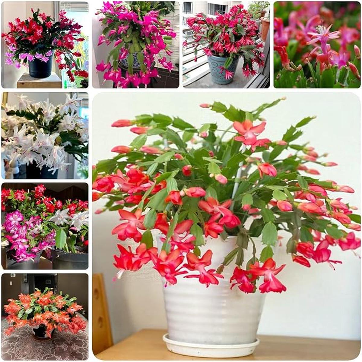 Rainbow Schlumbergera Zygocactus Succulent Plant Seeds for Planting Heirloom Non-GMO Organic Garden Seeds
