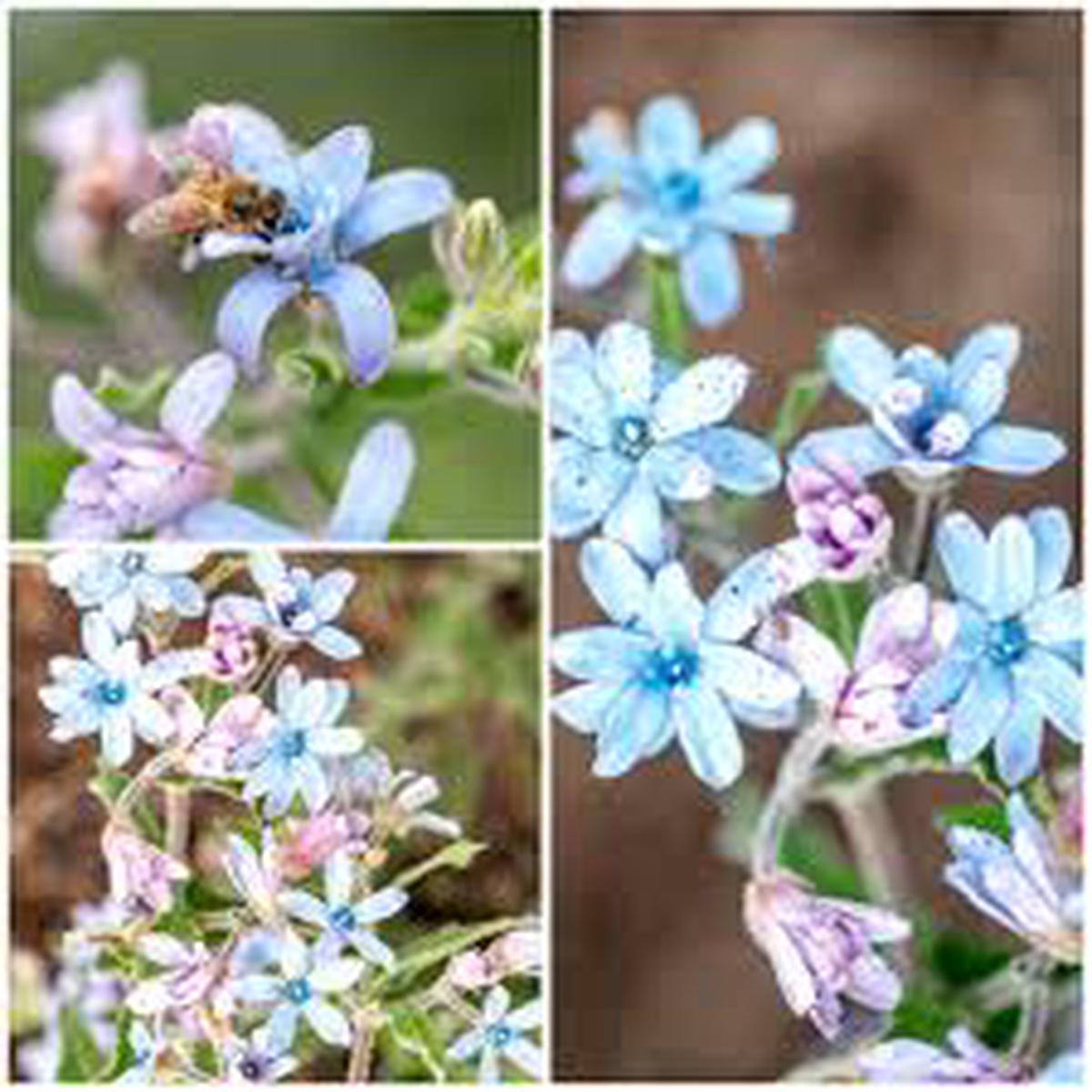 Rare Tweedia Flower Seeds for Planting Heirloom Non-GMO Seeds for Planting, High Germination
