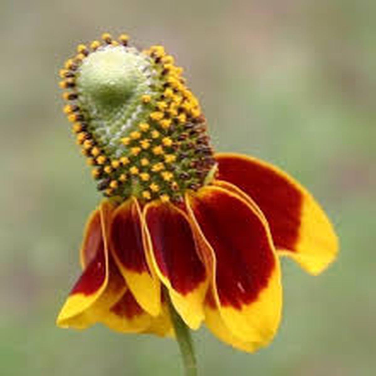 Ratibida Columnifera Flower Seeds for Planting  Garden Favorite, Heirloom, Non-GMO, High Germination