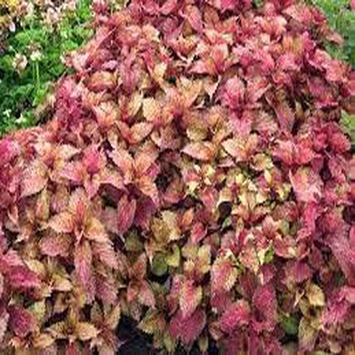 Red Clematis Flower Seeds for Garden Cottage Garden Essential Heirloom & GMO Free Seeds for Home Garden Sale