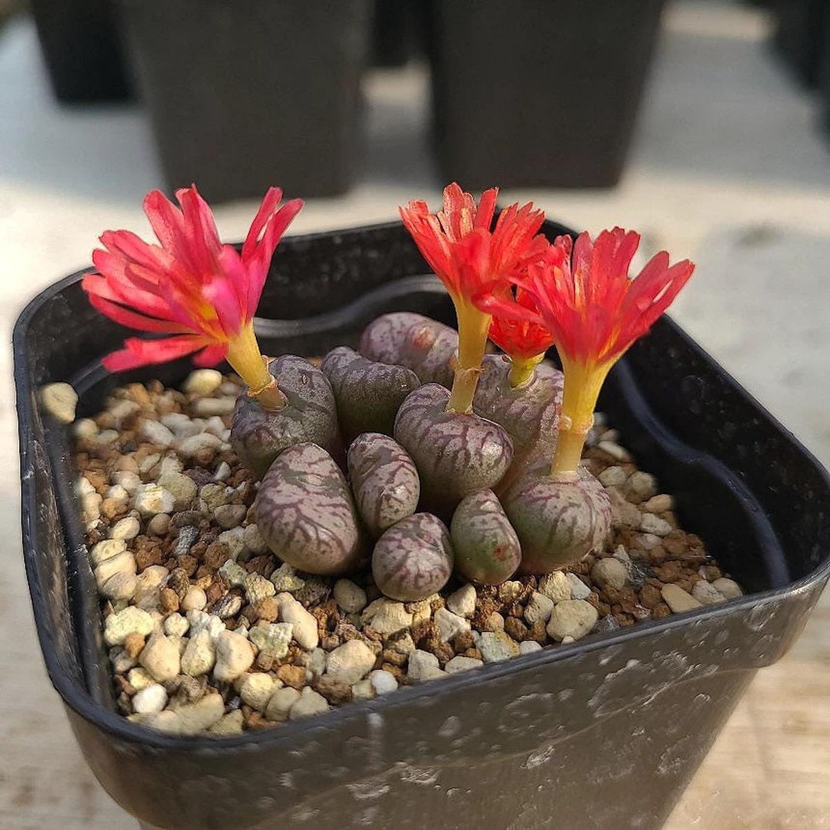 Red Conophytum Flower Seeds for Planting  Heirloom Non-GMO, Shade Tolerant High Germination Organic Seeds