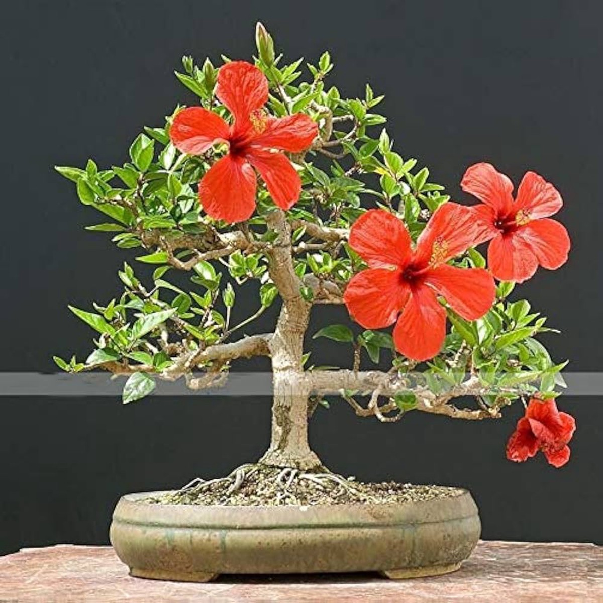Red Giant Hibiscus Flower Seeds - pcs for Stunning Bonsai & Garden Planting