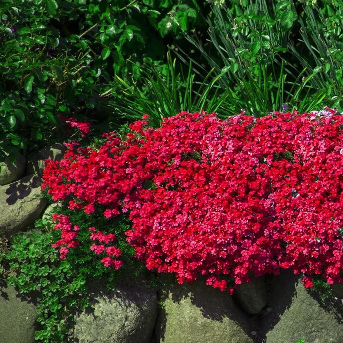 Red Rock Cress Flower Seeds for Planting - Heirloom, Non-GMO, High Germination Organic Garden Seeds