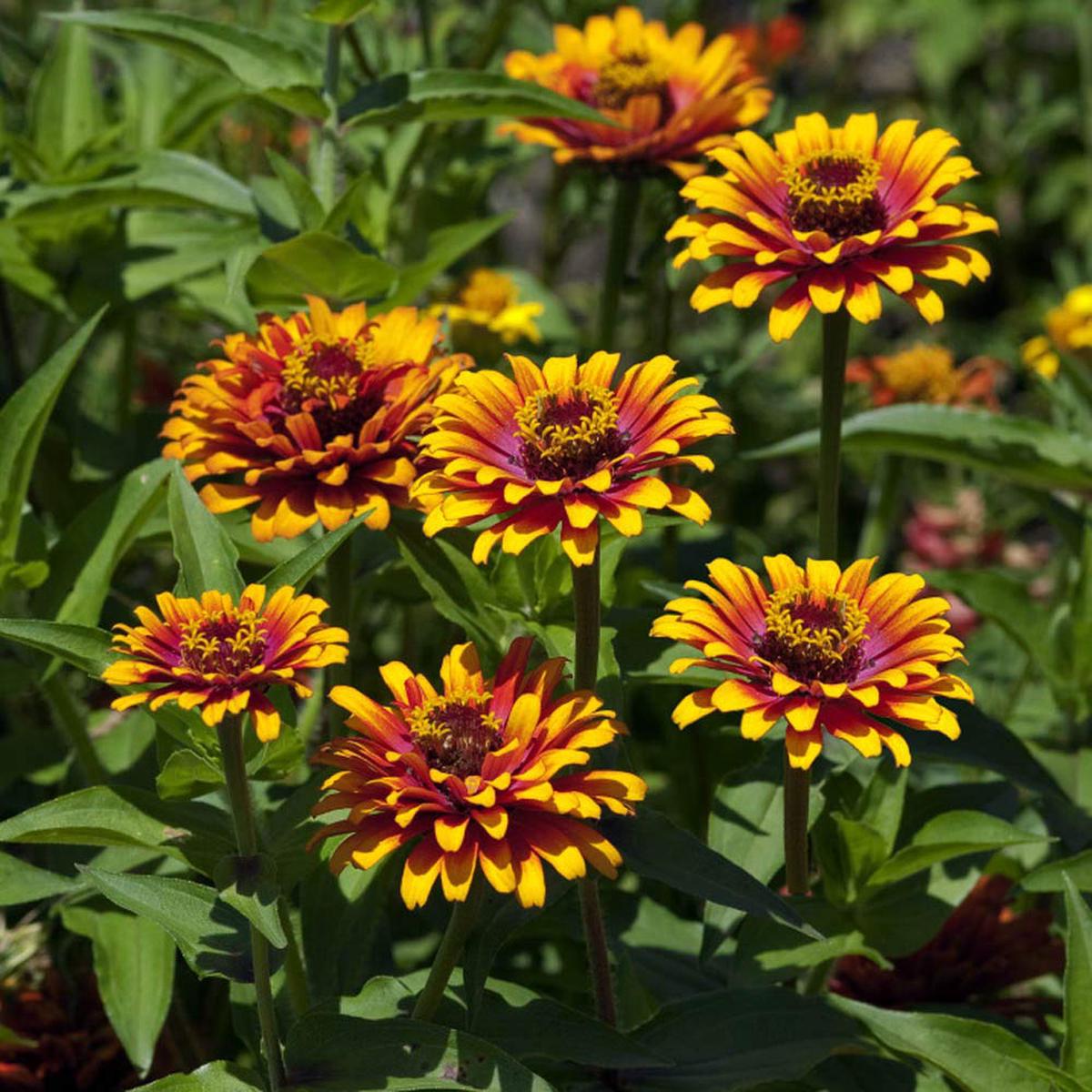 Red Yellow Zinnia Flower Seeds for Planting  Bright, Colorful Garden Blooms