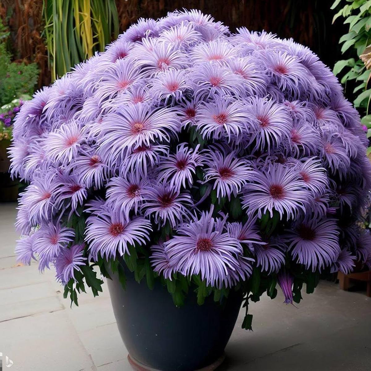 Smooth Blue Aster Seeds for Planting Bulk Wildflower Garden Borders