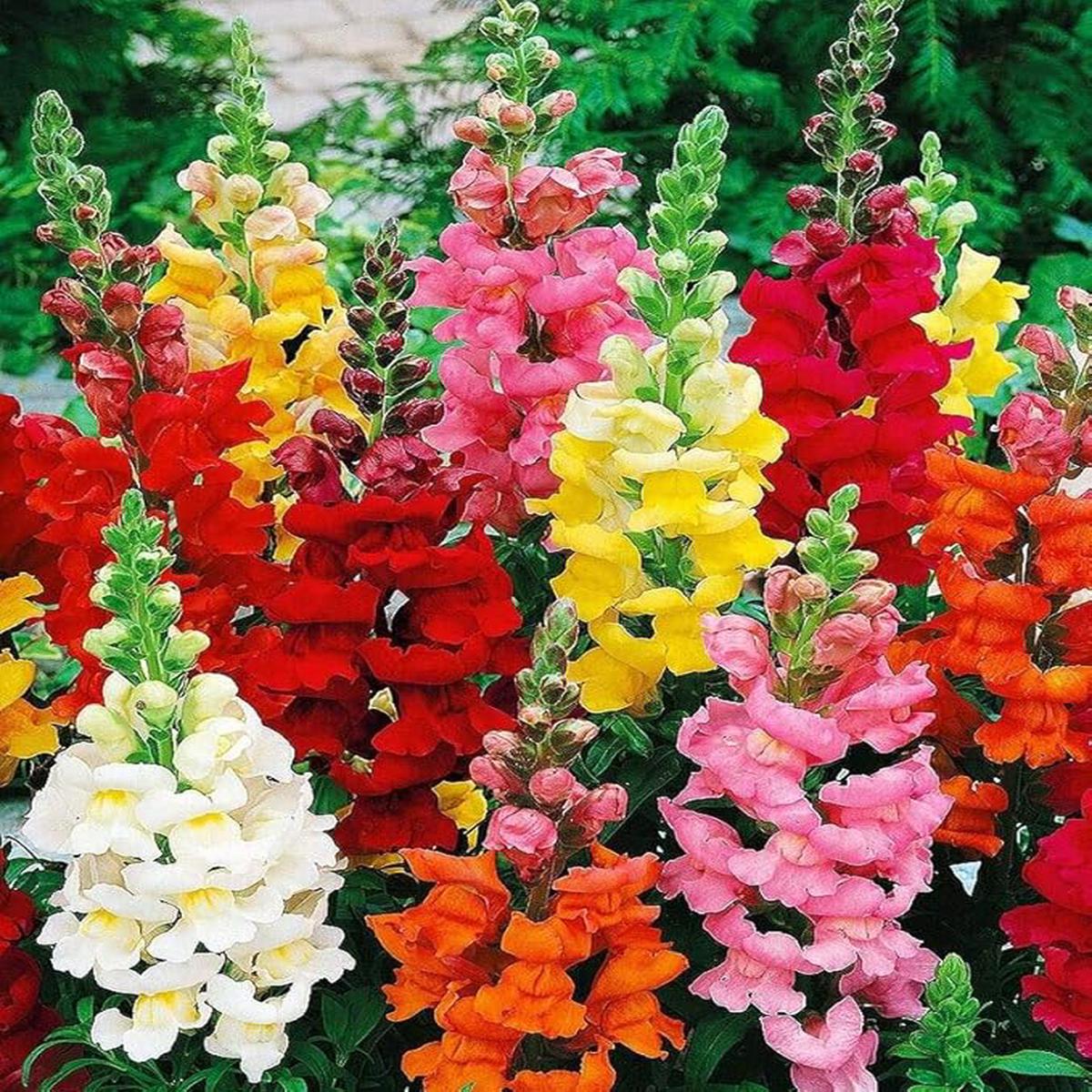 Snapdragon Flower Seeds for Planting  Colorful Display Heirloom Non-GMO Organic Garden Seeds