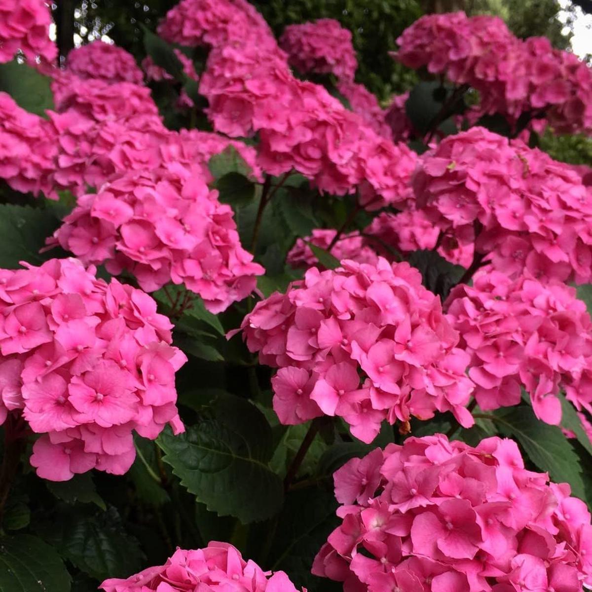 Thick Pink Hydrangea Flower seeds for Planting - Premium Quality, Heirloom & GMO Free Seeds for Home Garden