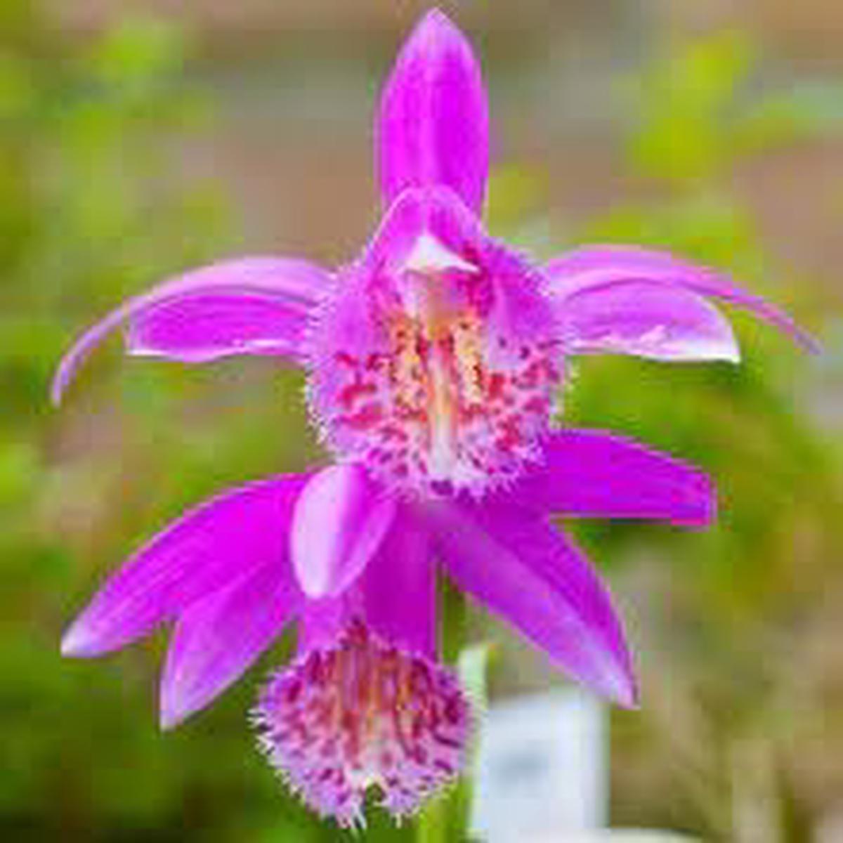 Tongariro Hardy Flower seeds for Planting - Perfect for Borders, Heirloom & GMO Free Seeds for Home Garden