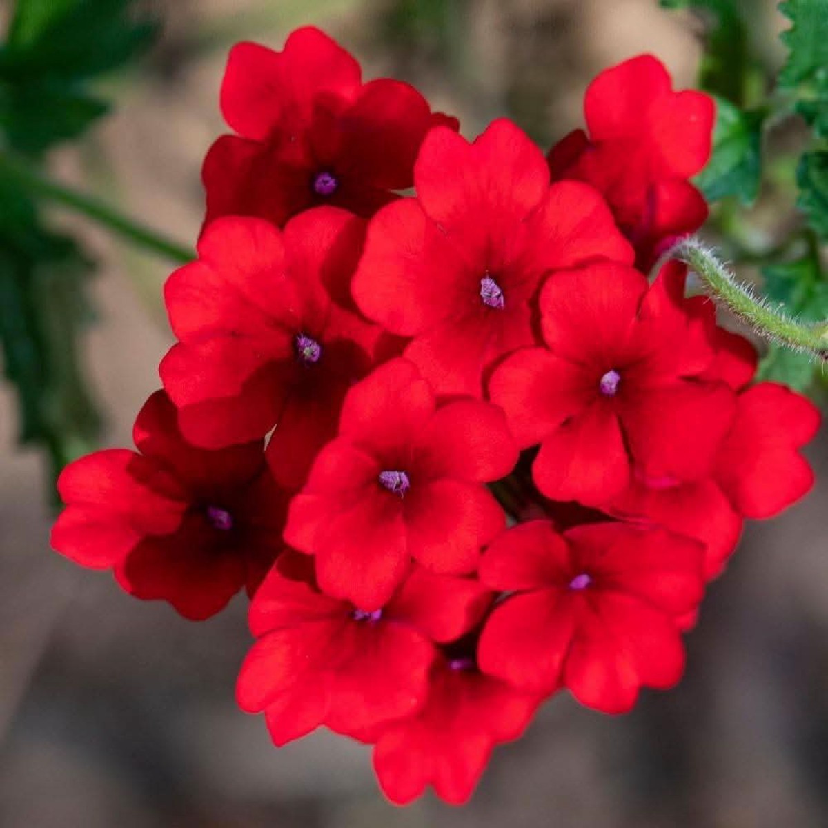 Verbena Red Annual Flowering Seeds For Planting