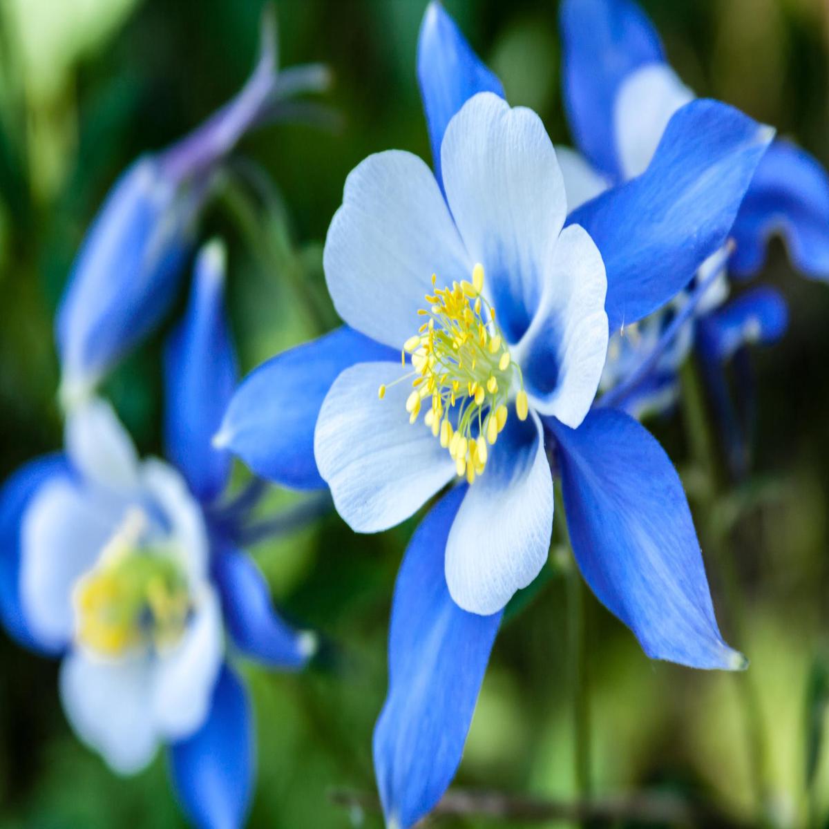 White Blue Aquilegia Flower Seeds for Planting  Heirloom, Non-GMO, High Germination Organic Garden Seeds