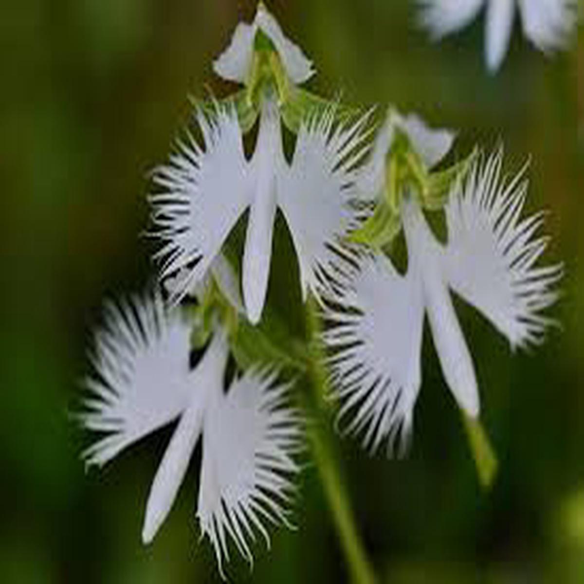 White Egret Orchid Flower Seeds for Planting  Heirloom, Non-GMO, High Germination Organic Garden Seeds (100pcs)