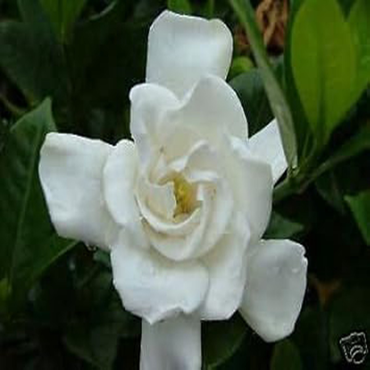 White Jasmine Flower seeds for Planting - Drought Tolerant, Heirloom & GMO Free Seeds for Home Garden
