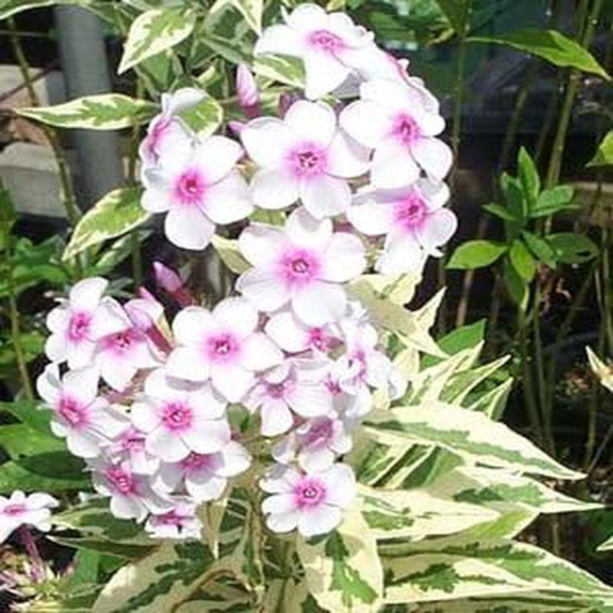 White-Pink Nora Leigh Flower Seeds for Planting  Organic, Heirloom, Non-GMO Garden Seeds