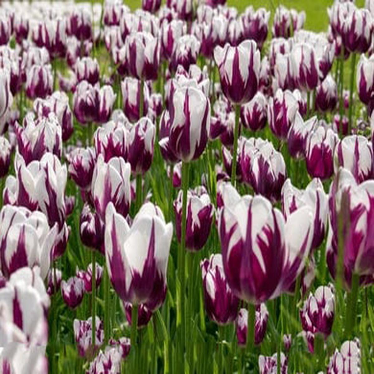 White Violet Tulip Flower Seeds for Planting Heirloom, Non-GMO, High Germination Seeds